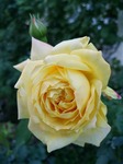 DSC_0701.jpg