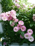 DSC_0705.jpg