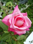 DSC_0712.jpg