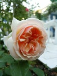DSC_0716.jpg