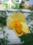 DSC_0721.jpg