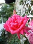DSC_0726.jpg