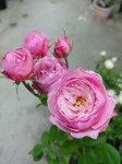 DSC_0727.jpg