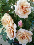 DSC_0729.jpg