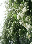 DSC_2080.jpg