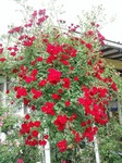 DSC_2958.jpg