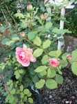 IMG_20160605_183342.jpg