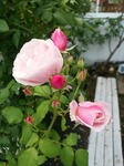 IMG_20160605_184621.jpg