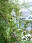 IMG_20170412_102943.jpg