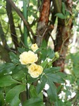 IMG_20170422_123302.jpg