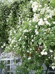 IMG_20170505_182943.jpg