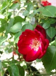 IMG_20170507_140314.jpg