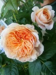 IMG_20170508_102357-10449.jpg