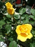IMG_20170508_125842-10121.jpg