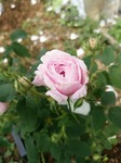 IMG_20170511_145038.jpg