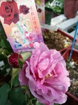 IMG_20170511_152000.jpg