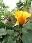 IMG_20170512_120218.jpg