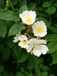 IMG_20170512_120343.jpg