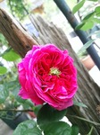 IMG_20170512_120429.jpg